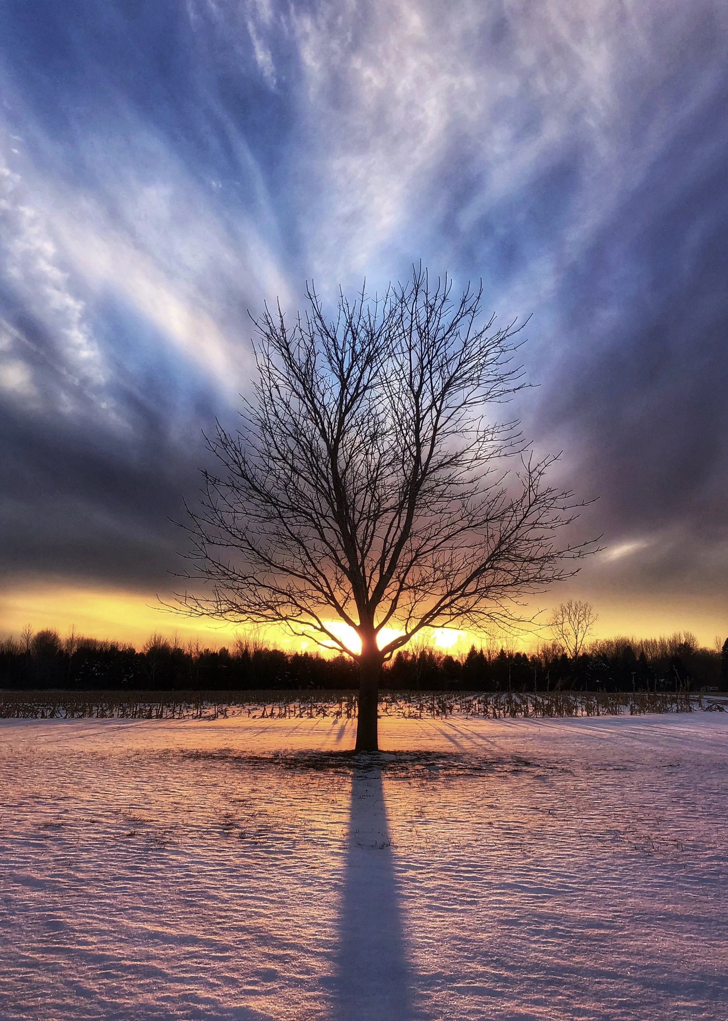 tree-sun-snow.jpg