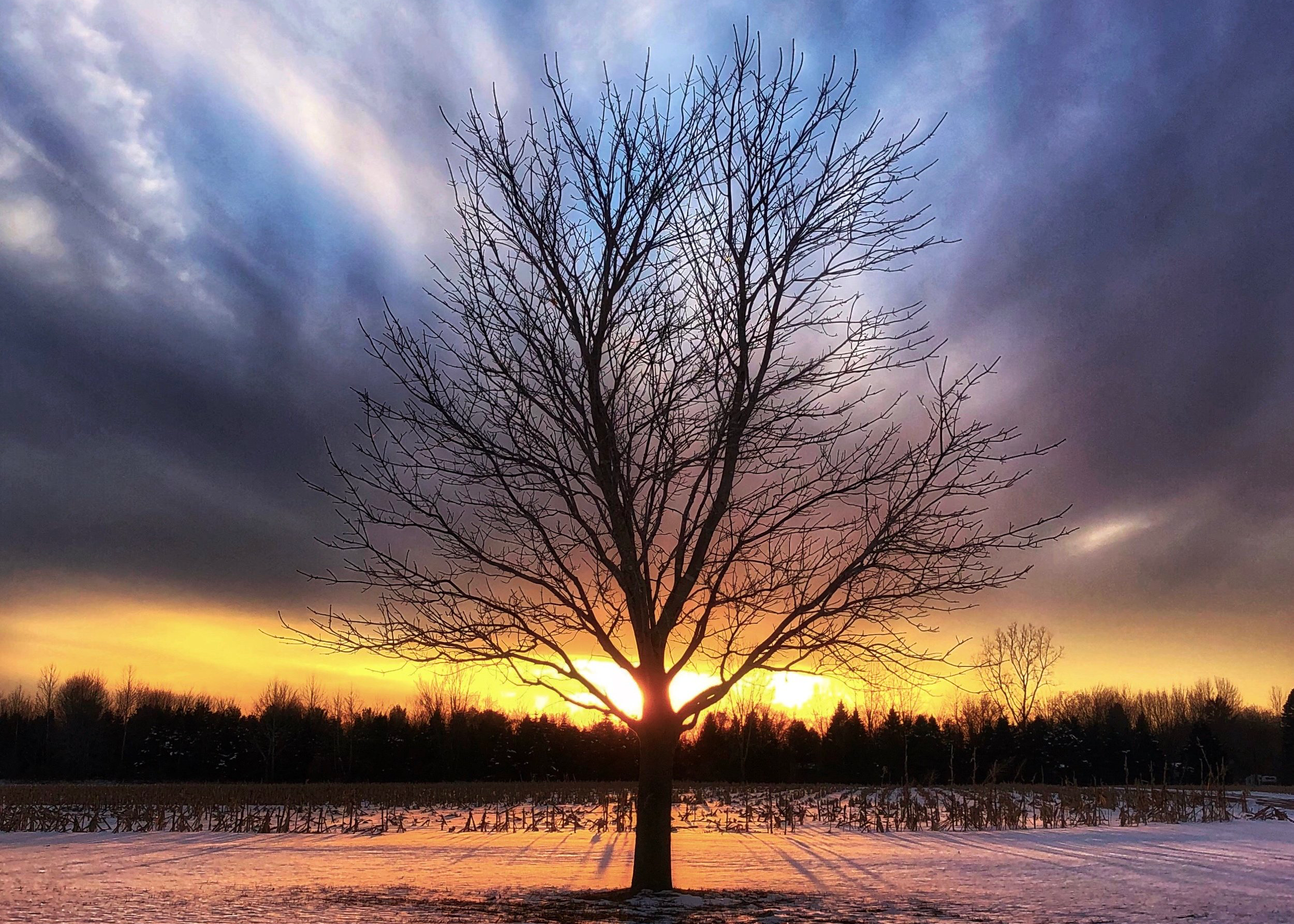 tree-sun-snow5x7.png