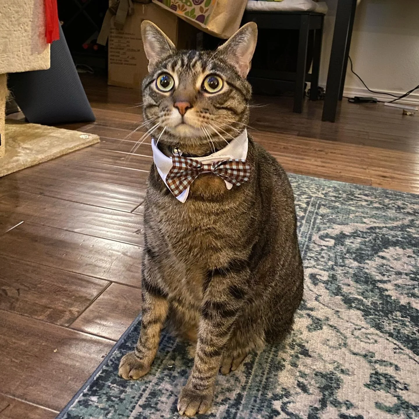 Our Christmas was low-key and a ton of driving. Just like Thanksgiving we did the rounds. We were safe and dropped off cakes and presents and cookies and lots of love. Toby got so many presents this year too! And I scored big time with a beautiful br