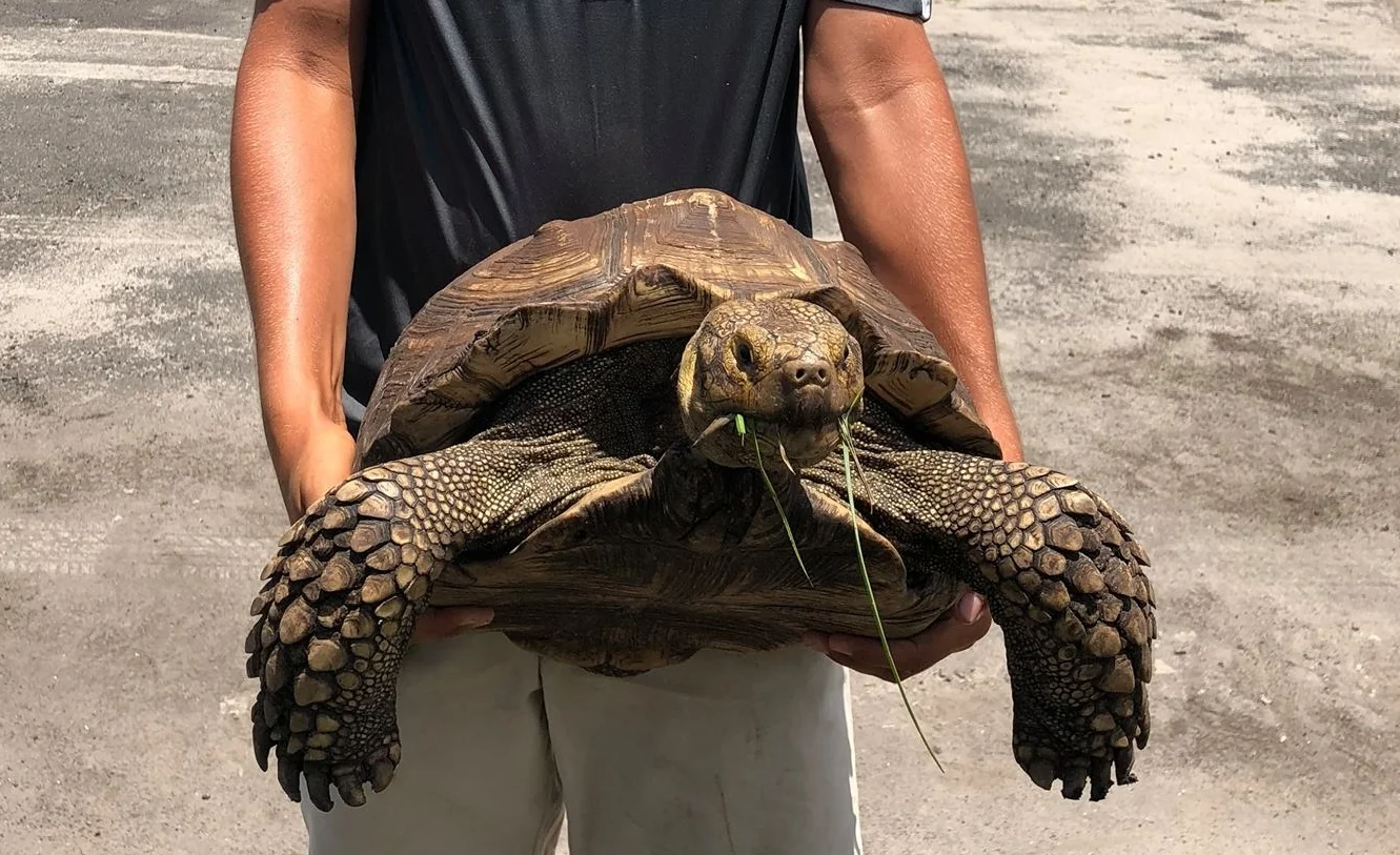 wildlife-rescue-tj-tortoise-obloy-family-ranch.jpg