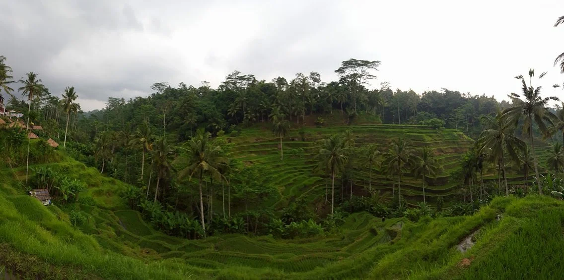 IMG_9468_Rice Field_Cover Page.JPG