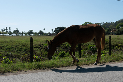 CostaRica2018.Horse.jpg.jpg