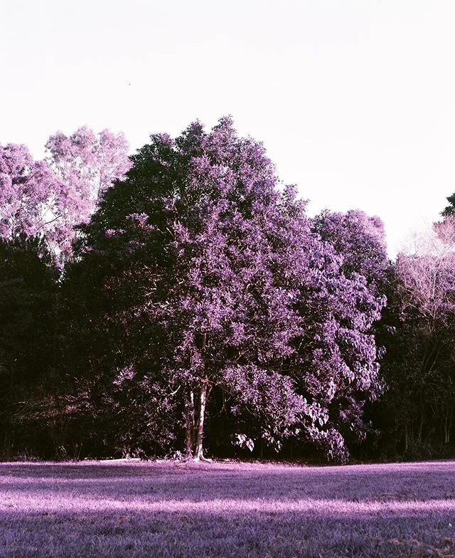 Some abnormally purple photographs 🟪