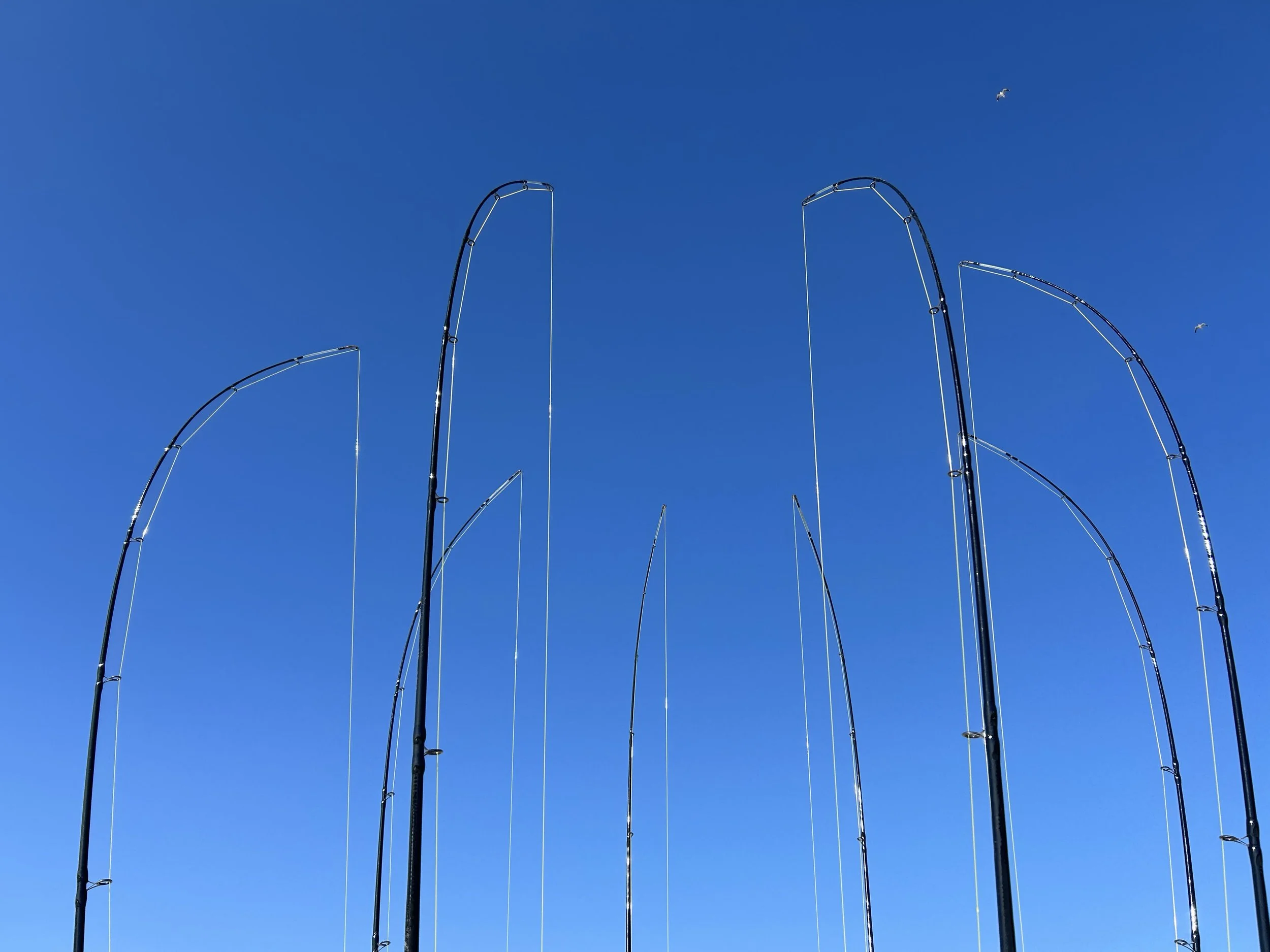 SWELL Marine Harp 9.jpg