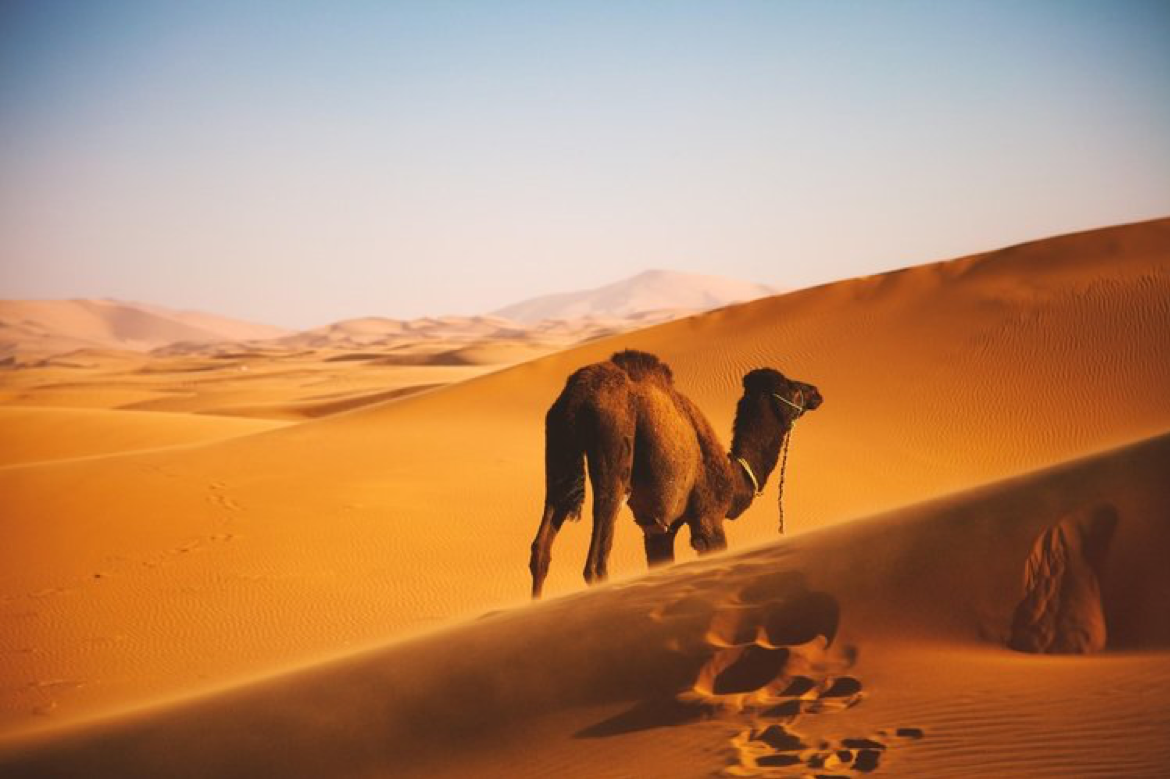 camel.png