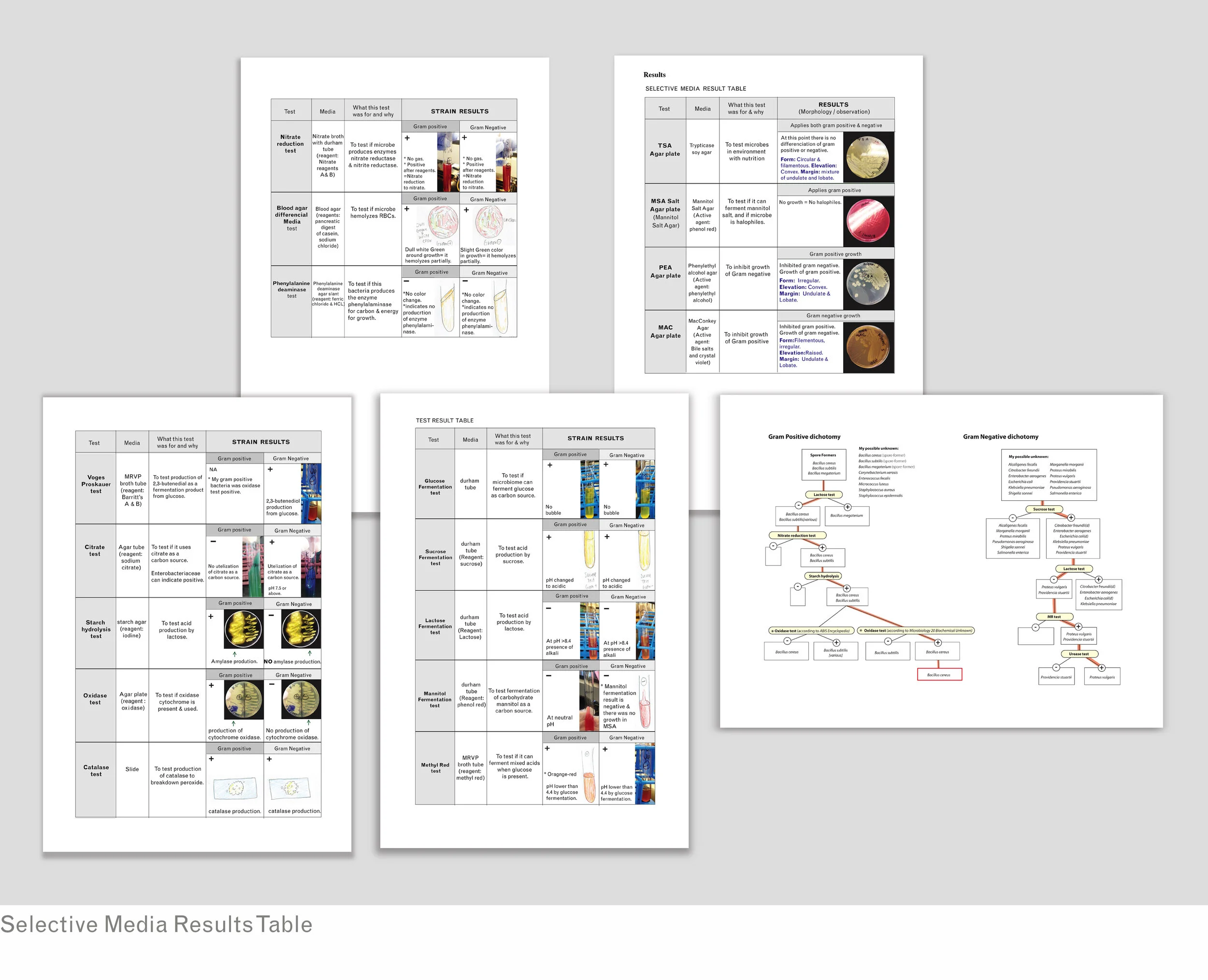 selective media tables.jpg