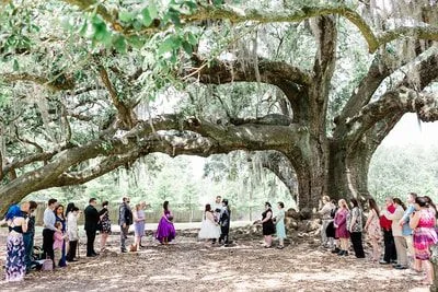 Tree of Life - image found via google
