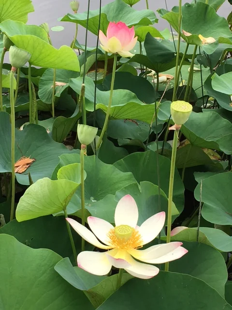 Lotus.jpg