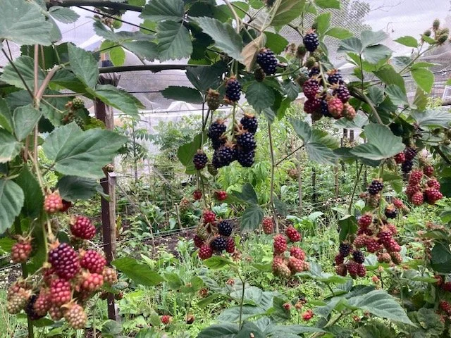 Thornless Blackberry.jpg