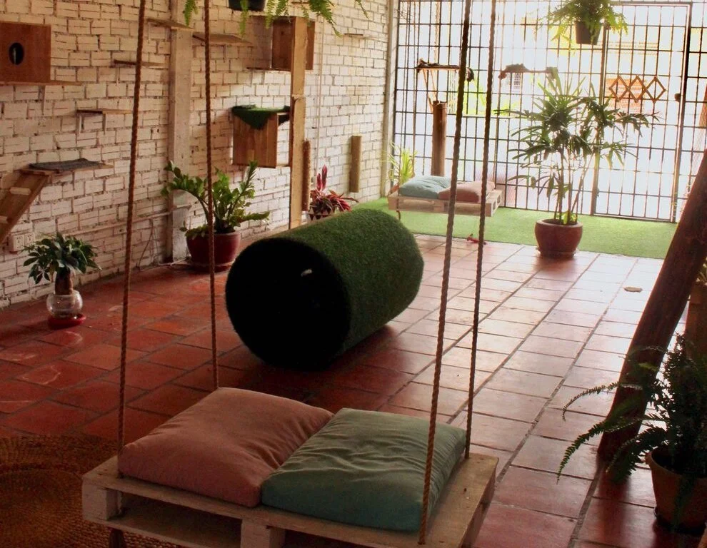 How to Create a Safe and Stimulating Home Environment for Your Cat