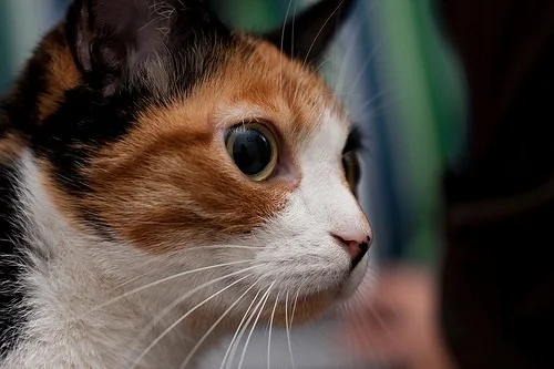 Cat’s eyes are not only fascinating, they are also a window into their state of mind and mood. © Supplied