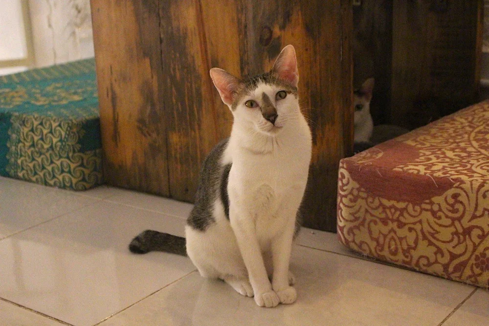Why Cambodian cats have a short tail? Ministry of Cat Cat Cafe in
