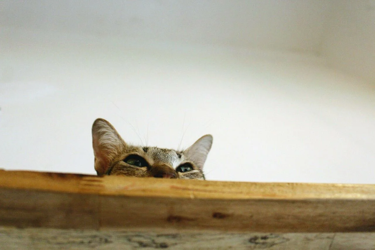 Pets and Covid-19: Should you worry?