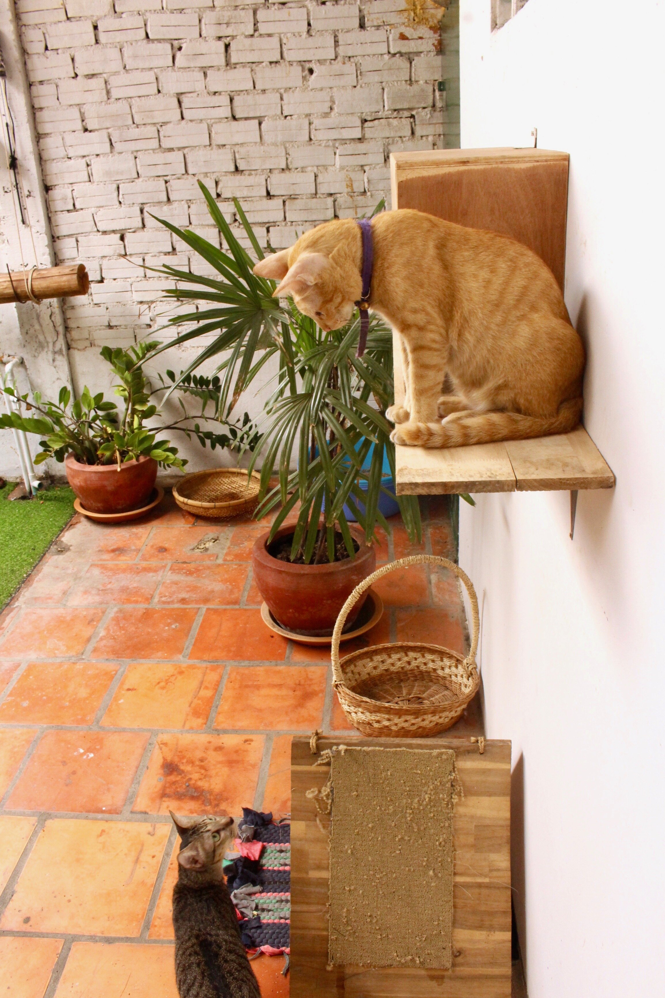 Cats playing in boarding