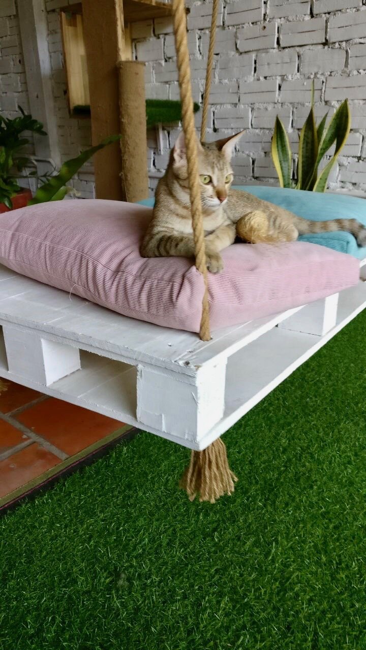 Cat relaxing in cat boarding