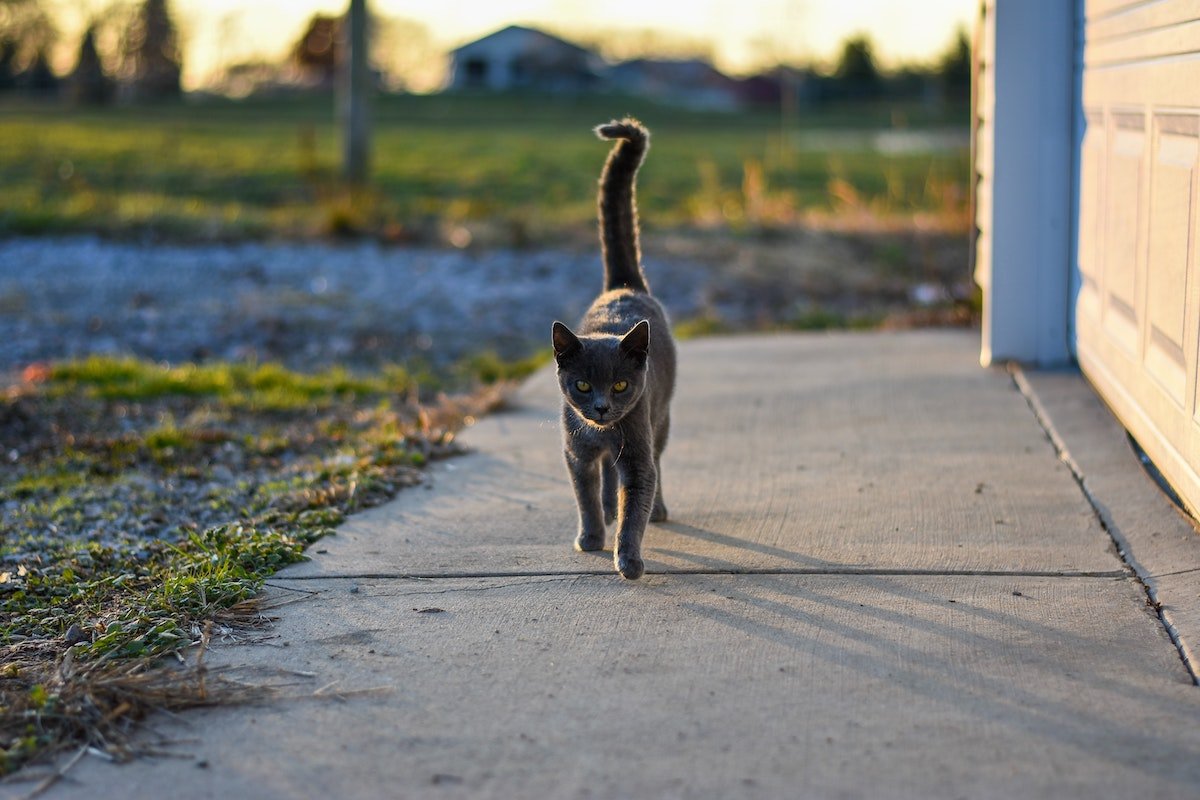 Read Cat's Cafe :: TOAD