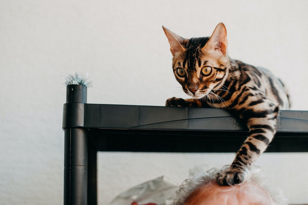 Bengal Cat Breed Information  Bengal Cat Characteristics