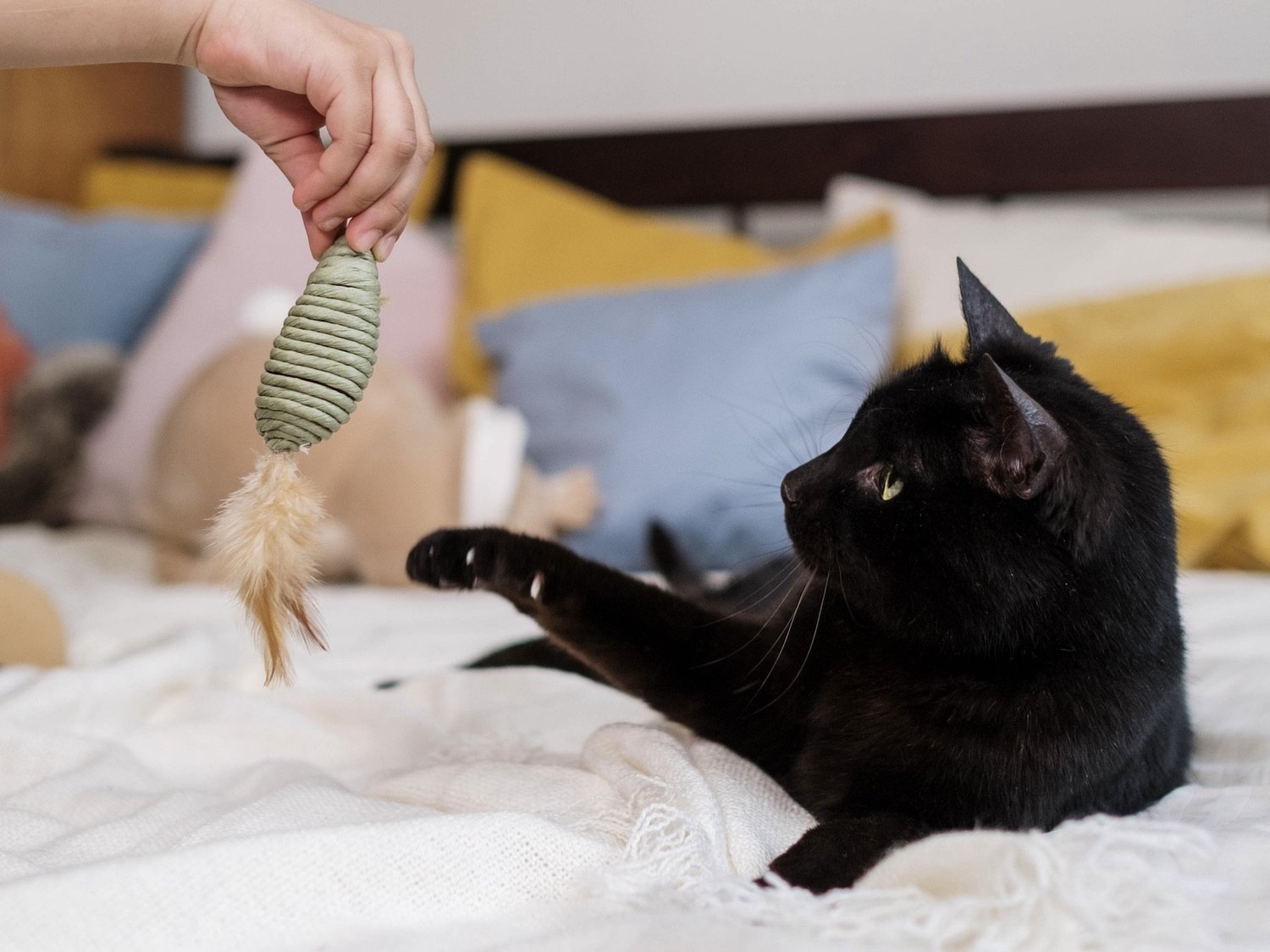 How to Get Ur Cat to Bring Back a Toy: Proven Tips That Work