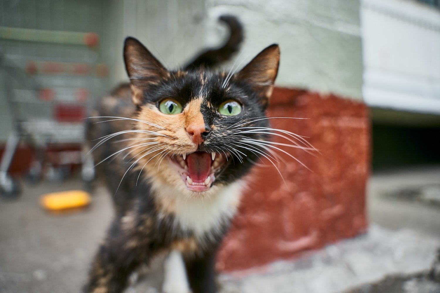 How to Prevent and Treat Excessive Meowing Behavior in Cats