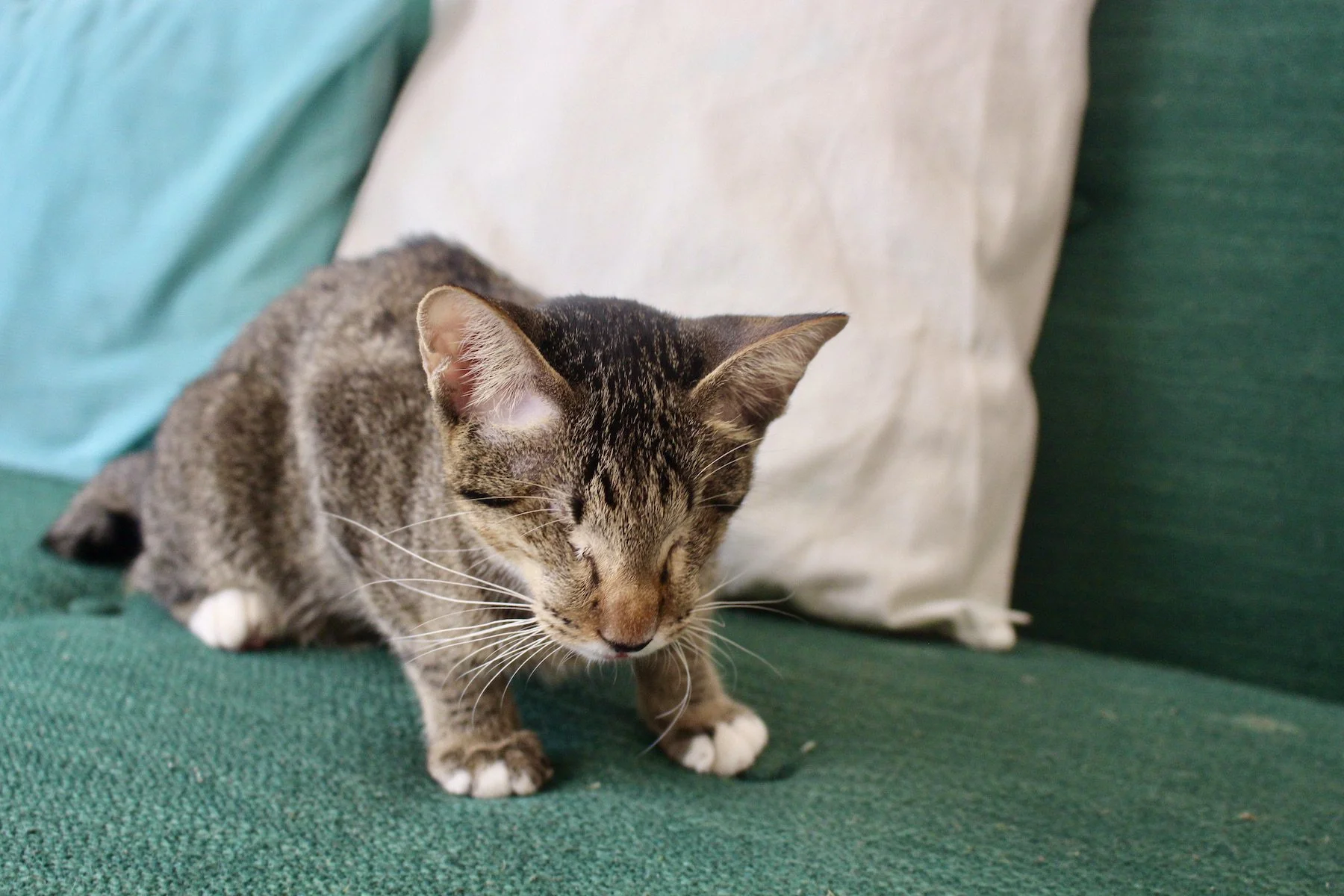 The Benefits of Adopting a Special Needs Cat