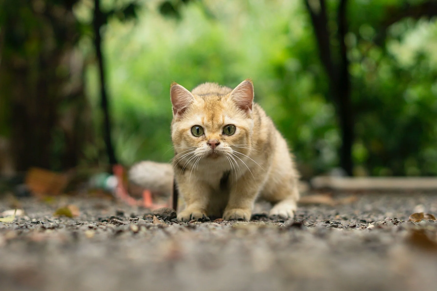 How To Prevent And Treat Hairballs In Cats Ministry Of Cat Cat Cafe how-to-prevent-and-treat-hairballs-in-cats-ministry-of-cat-cat-cafe