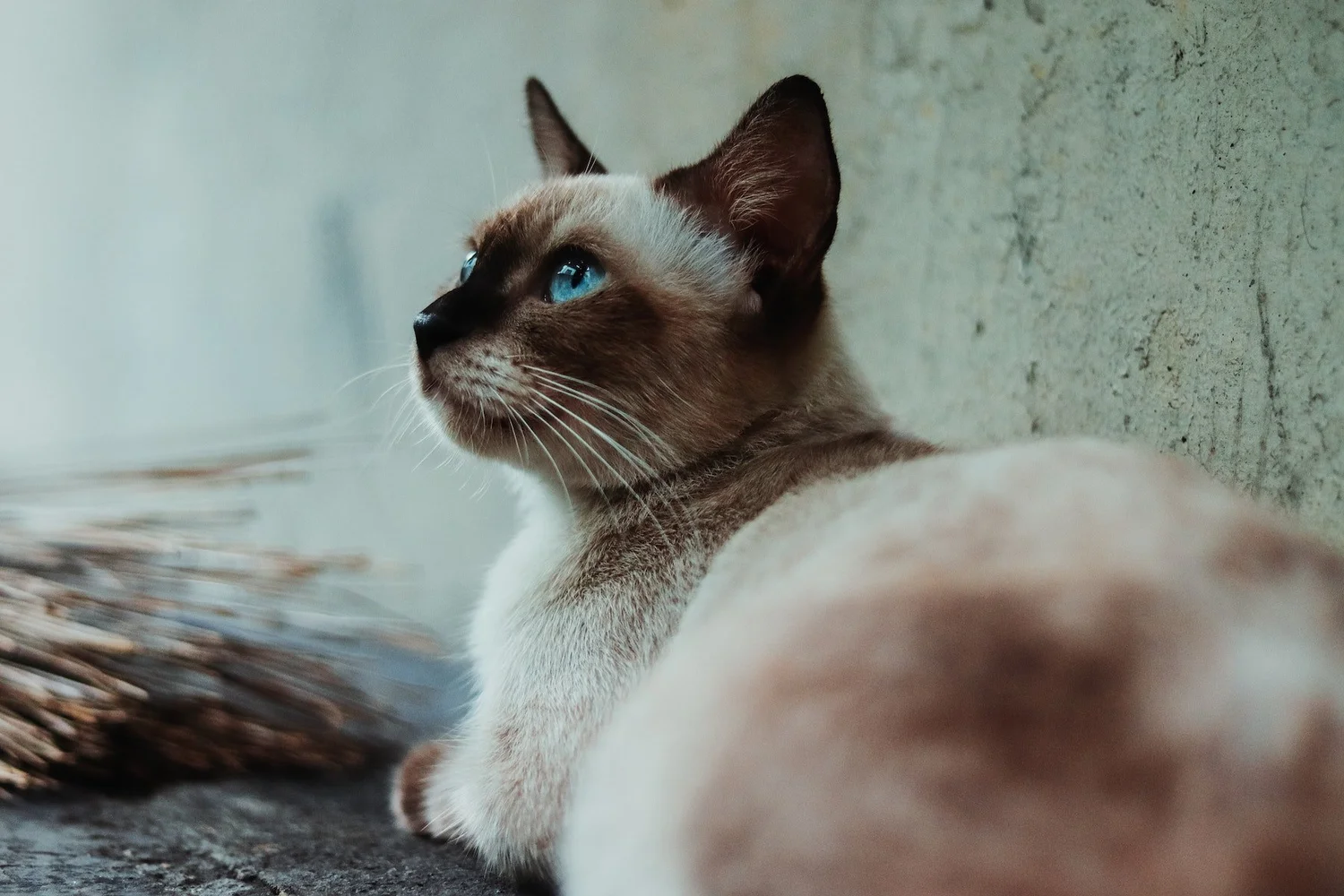 What Health Issues Could Blue Eyed Cats Have: Essential Insights