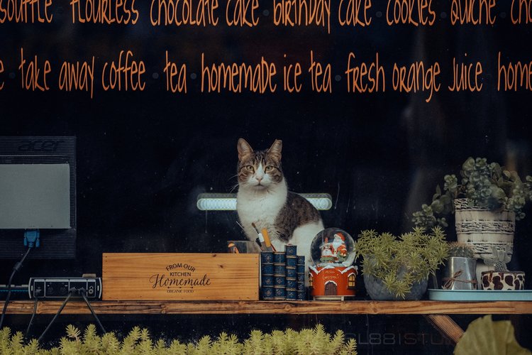 The Five Best Cat Cafes From Around the World — The Neighbor's Cat