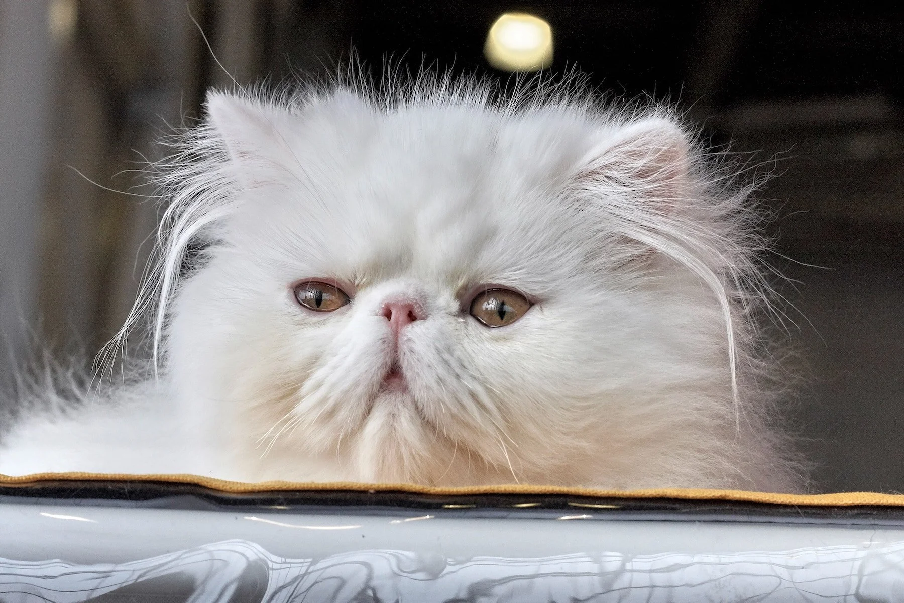 The Wondrous Evolution of Persian Cats: Purr-fectly Majestic