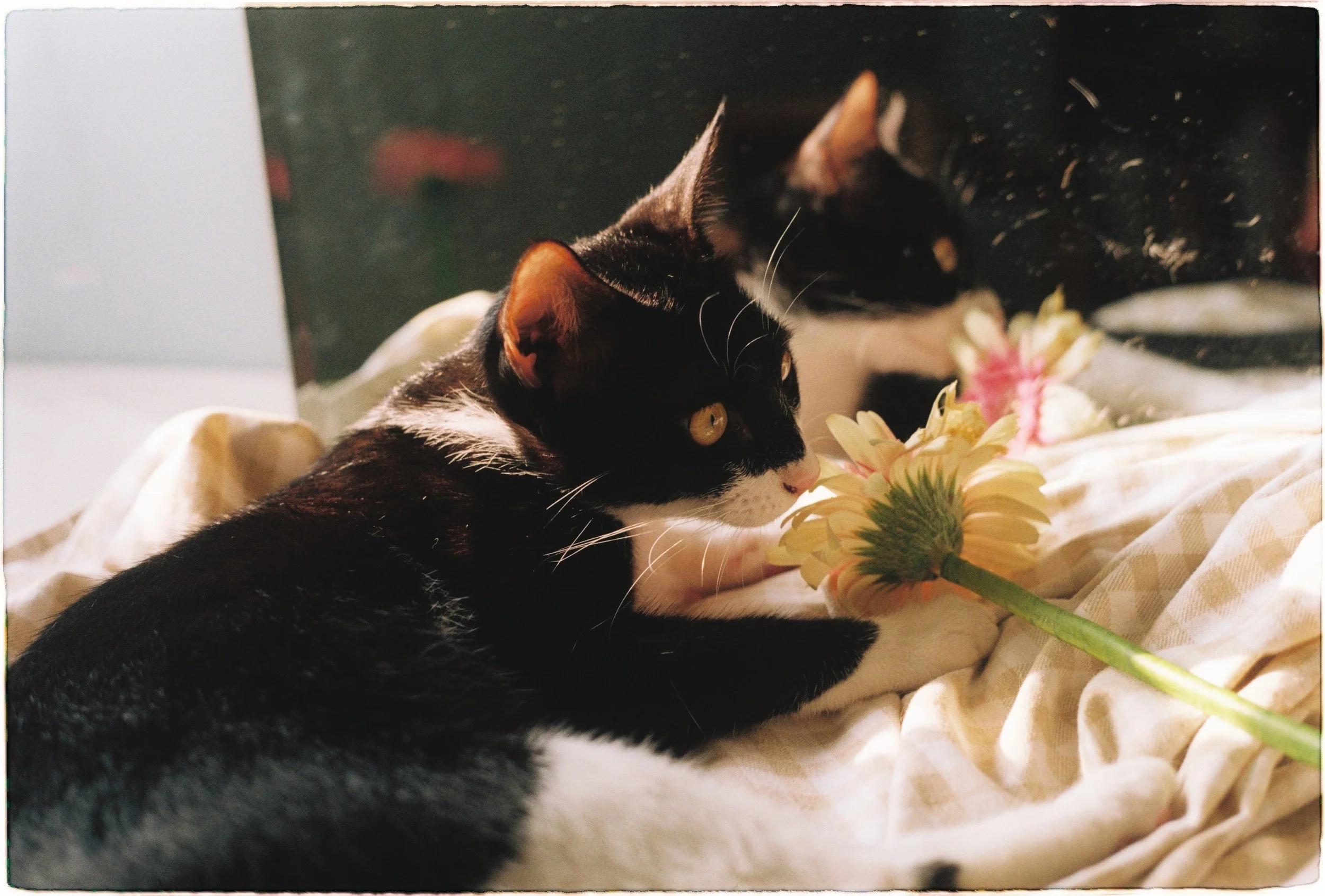 pawsome-picks-discover-the-top-10-most-popular-cat-names-and-their