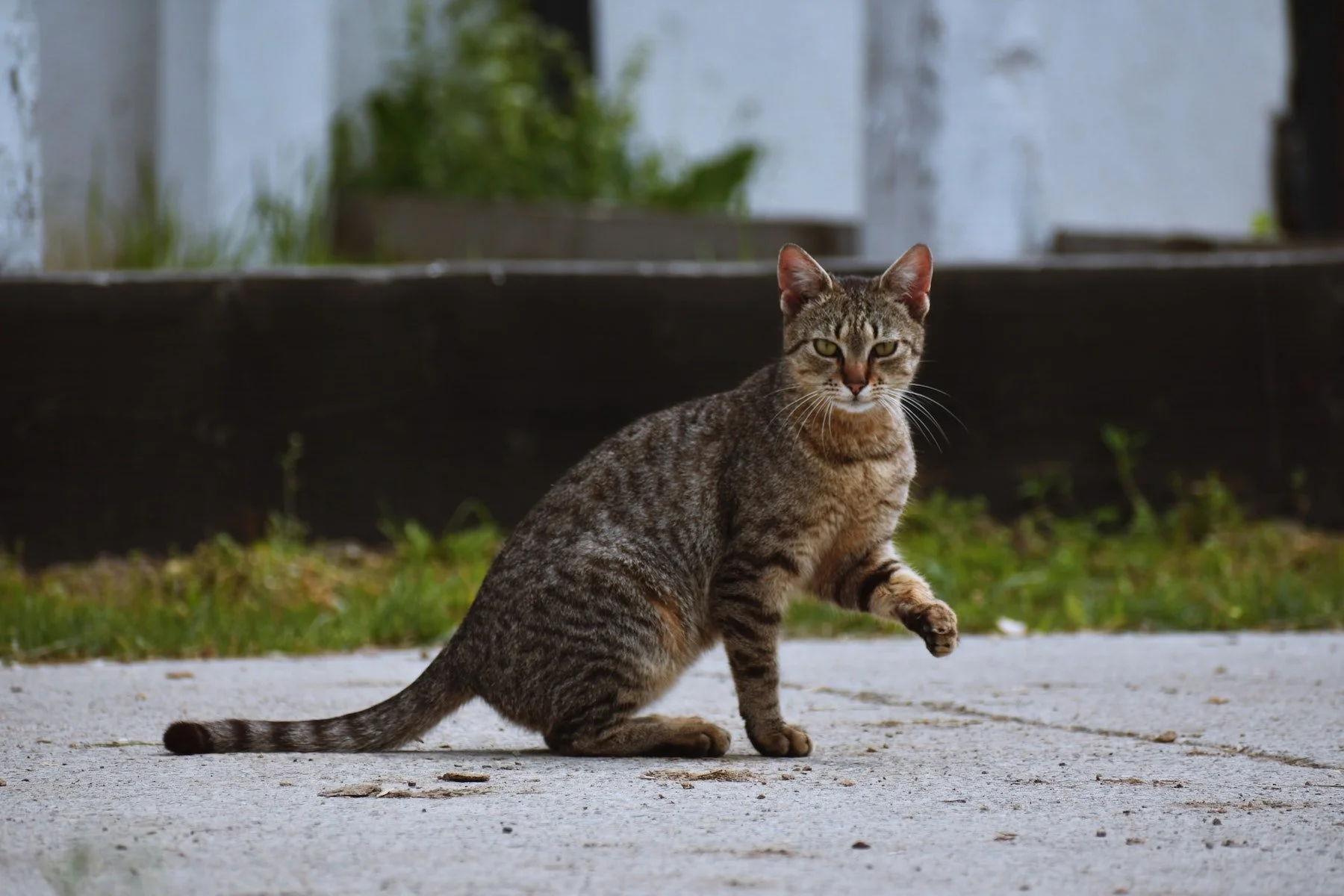 What To Do If A Stray Cat Scratches You What To Do If A Stray Cat Scratches You