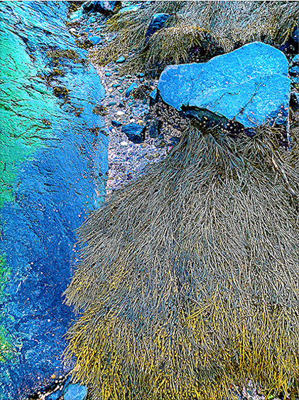 Karen Fitzgerald , Blue Dog by the Shore Digital Photography, 16 x 12 in. $275