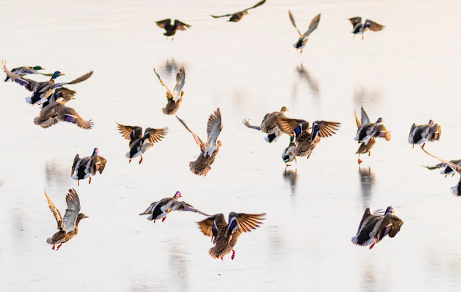 Barry Berman , Choreography of Flight photography, 24 x 30 in. $395