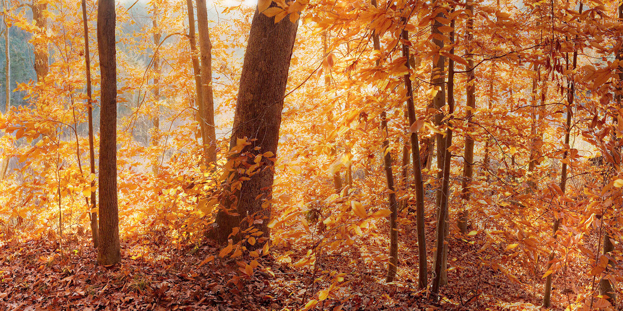 Ed Monnelly, Autumn, Beech Foliage digital print, 18 x 13 in. $325