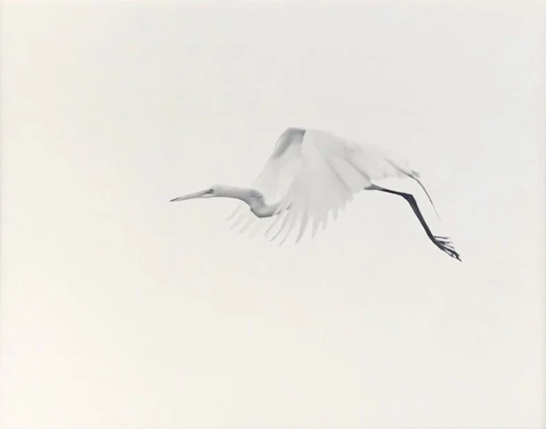 Janice Koskey , Flying Egret Photograph, 11 x 14 in. $175