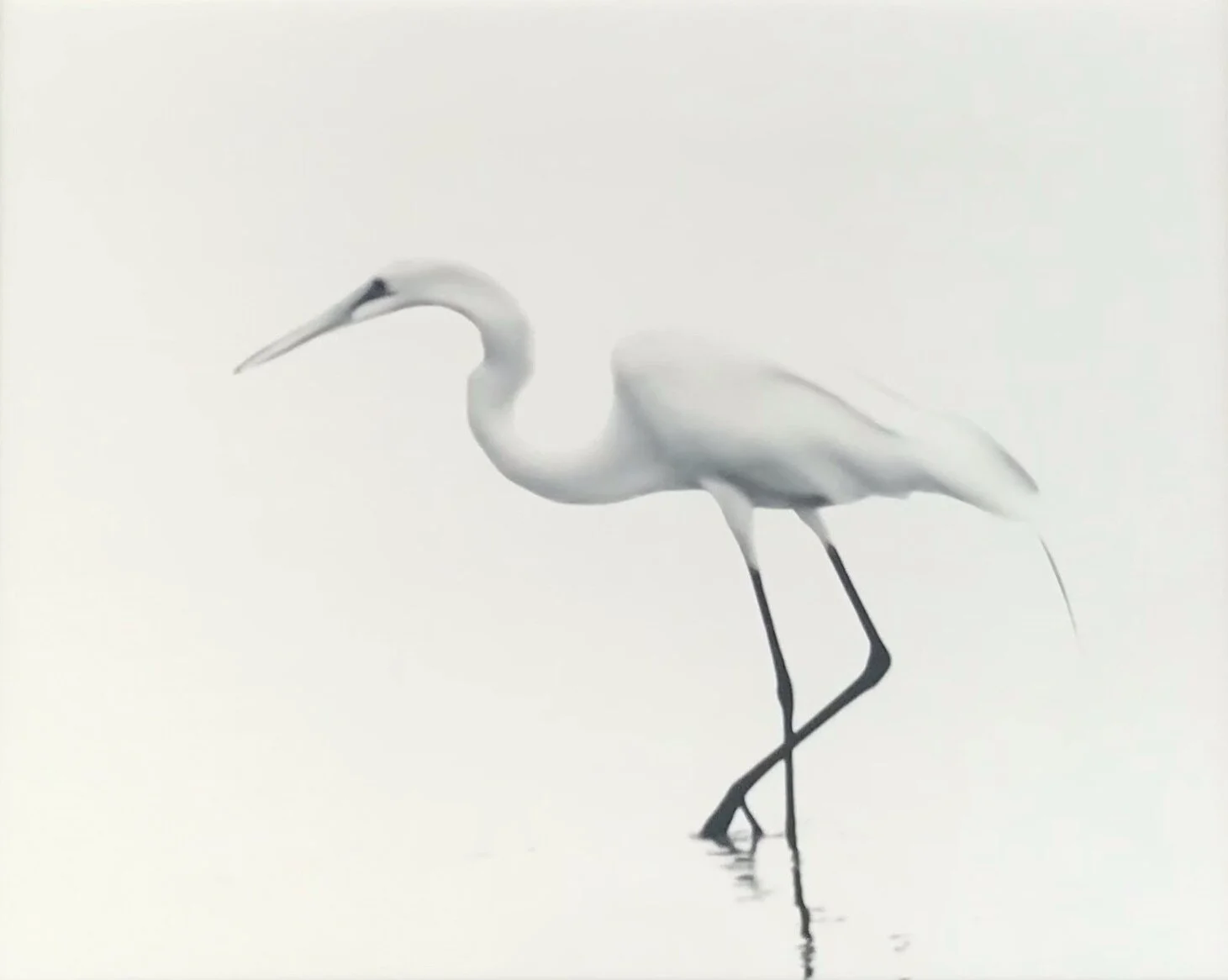Janice Koskey , Waiting Egret Photograph, 11 x 14 in. $175