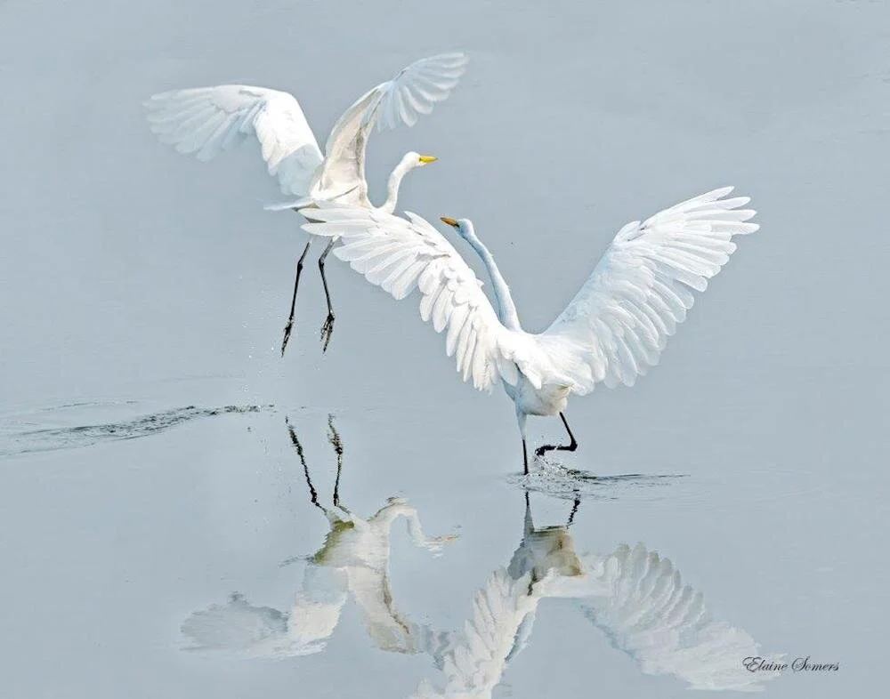   Elaine Somers ,  Great Egrets Reflections  Digital Photo, 11 x 14 in.  $180   Honorable Mention  