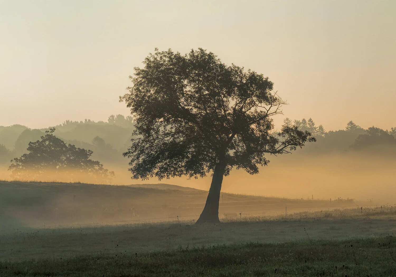 David Stone , Appleton Tree Photography, 23 x 33 in. $750
