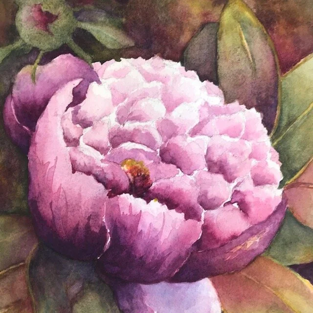   Nancy Caplan ,  Peony  Watercolor, 12 x 13 in.  $750   ”My inspiration was to capture the beauty of one individual Peony blossom.” ~Nancy Caplan  