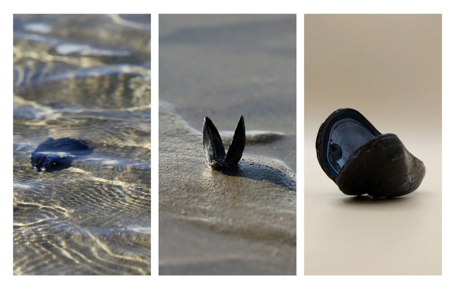 Law Hamilton , Muscle Triptych-1 Photography, 15 x 20 in. $250