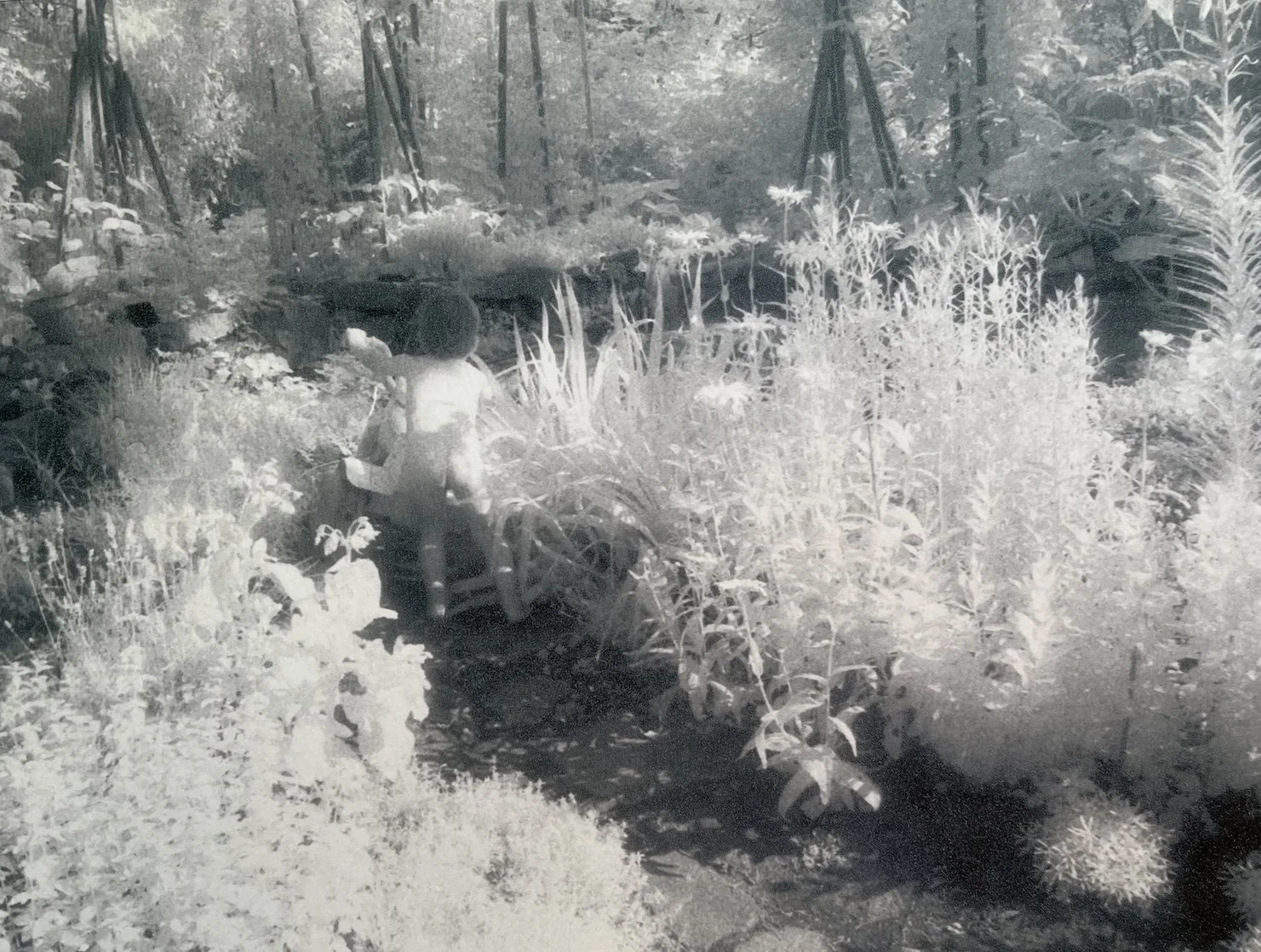 Jaqueline Bennett , Back to Nature Digital print from infrared negative on watercolor paper, 8 x 10 in $20 0
