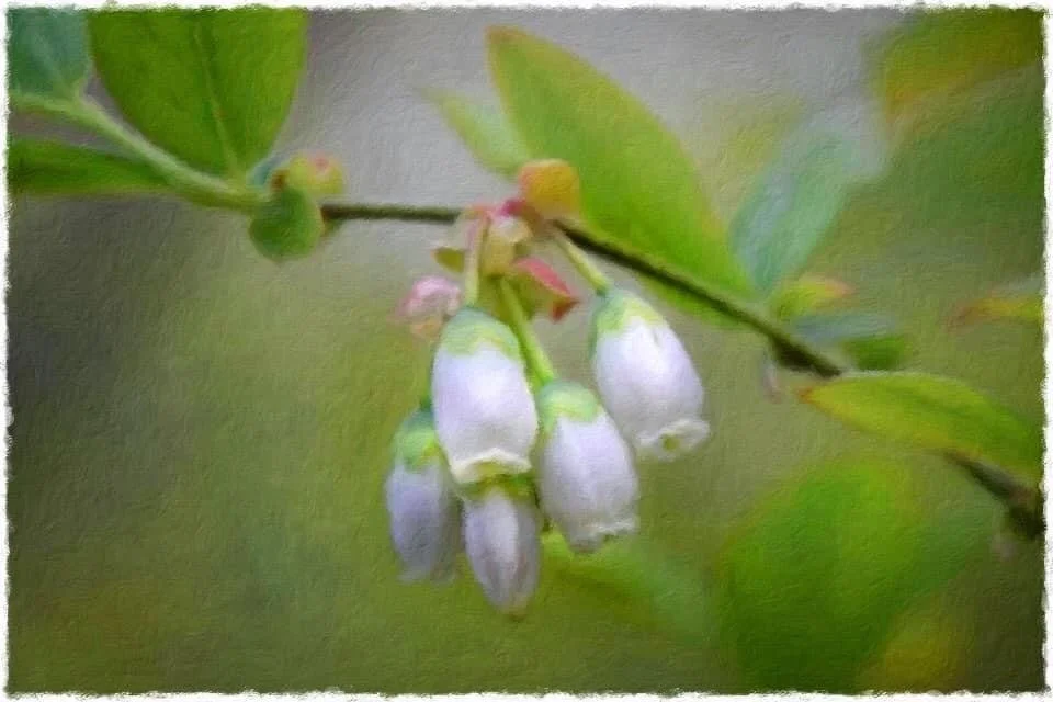   Janice Koskey ,  Blueberry Ephemerals  Photographic Art, 11 1/2 x 17 1/2 in.  $175   