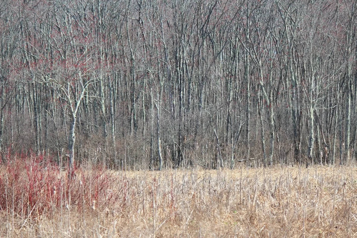   Judy Miller Bailey ,  Nature Lines  Photography, 11 x 14 in.  $295  