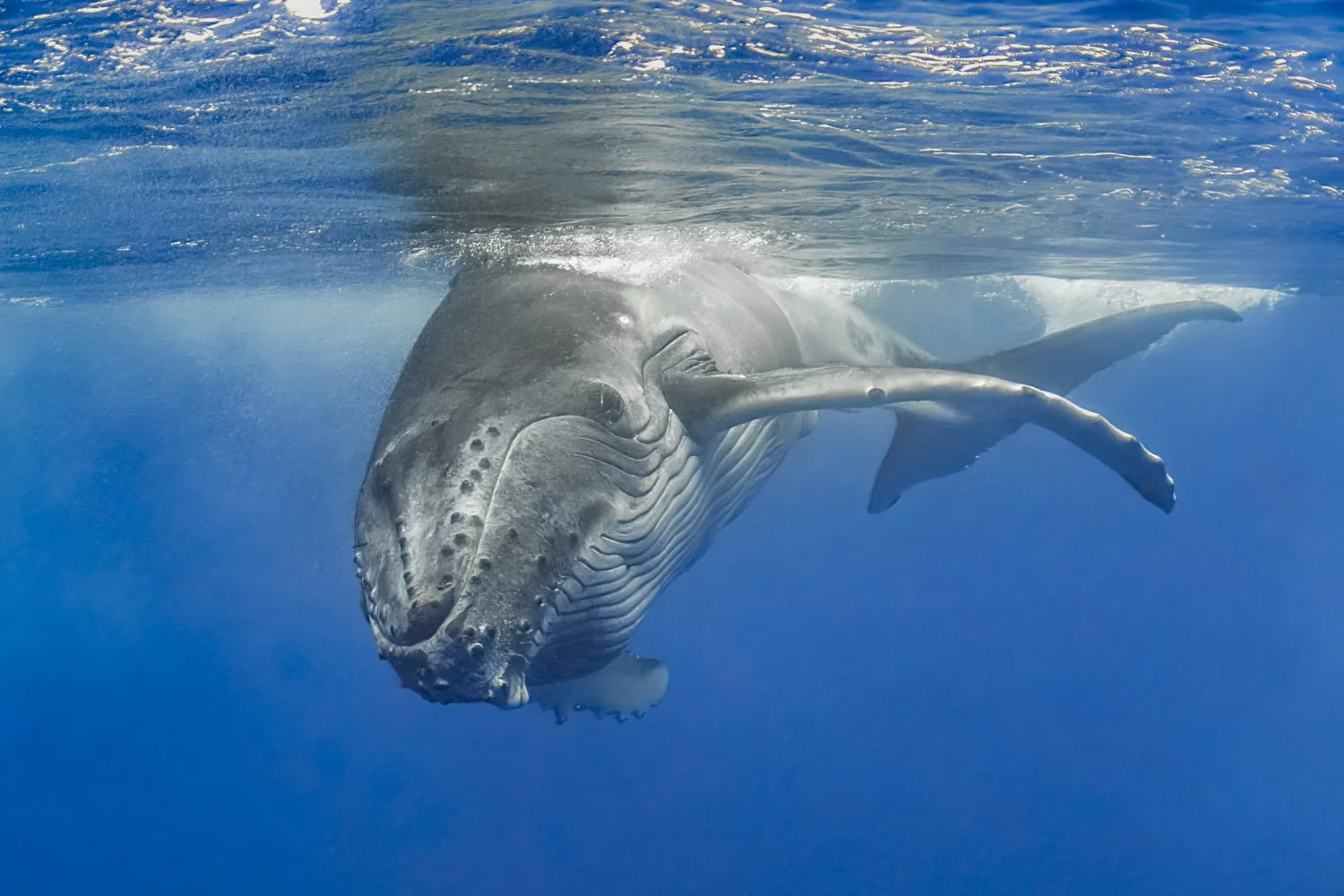 Dawn McDonald_Hello Baby!_underwaterphotography_20x30_$600_