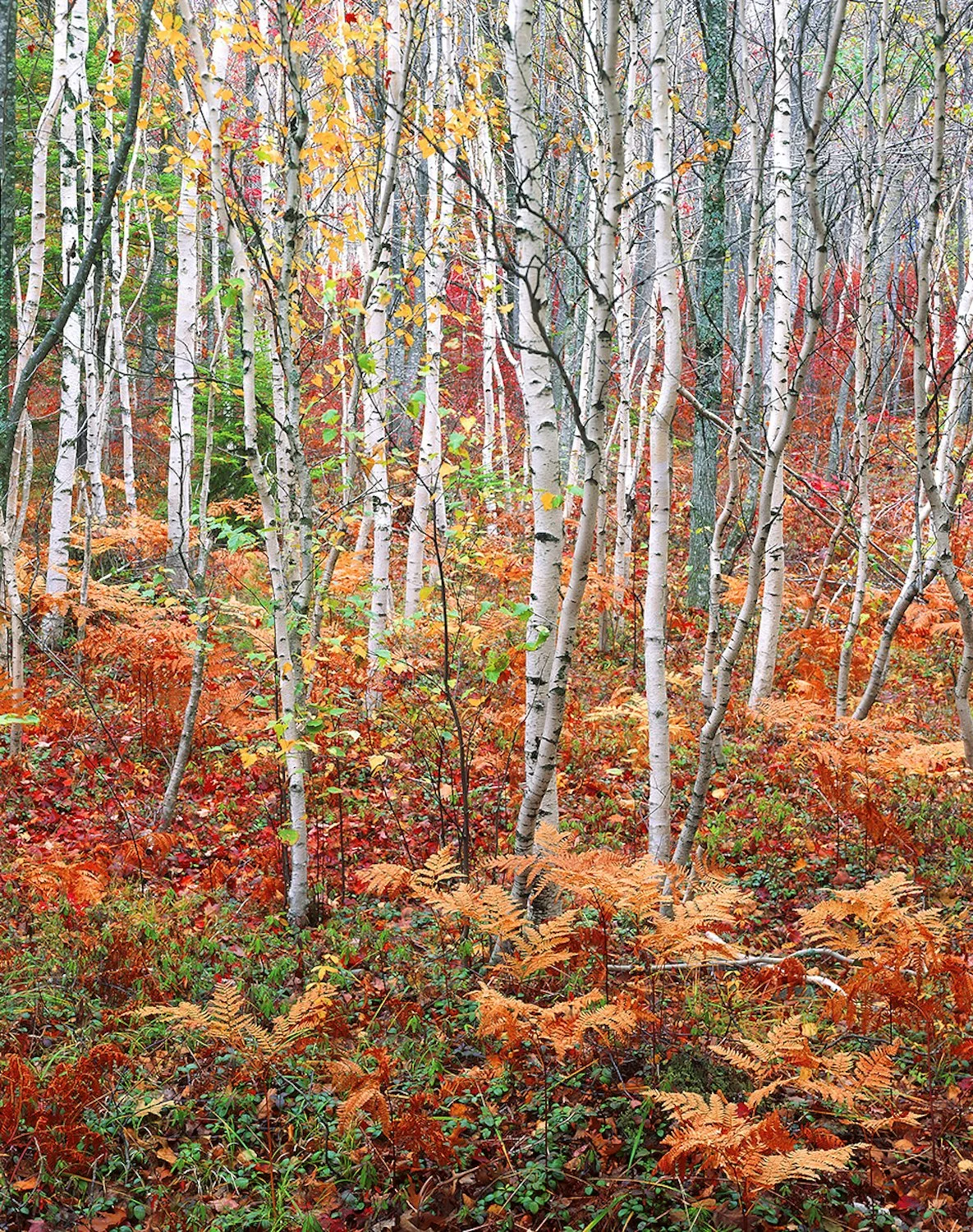   Ed Monnelly ,  Autumn Foliage Acadia  Archival digital print, 16 x 20 in.  $425   RAA&amp;M Award for excellence in photography  