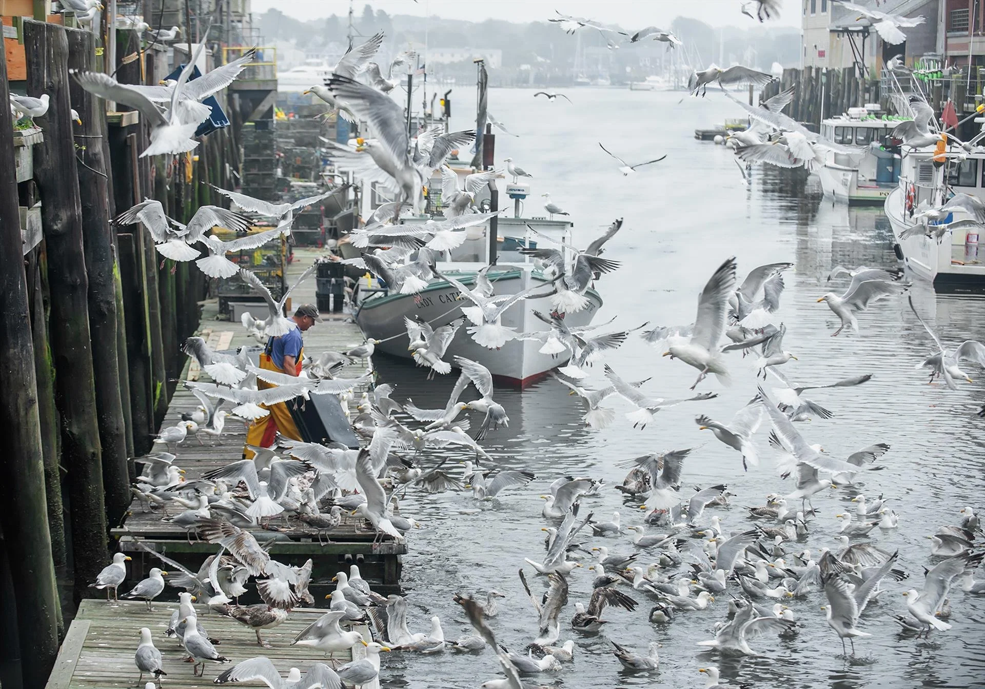   Andrea Mabee ,  Gull Frenzy  Digital Photograph, 19 × 27 in. $3,200 