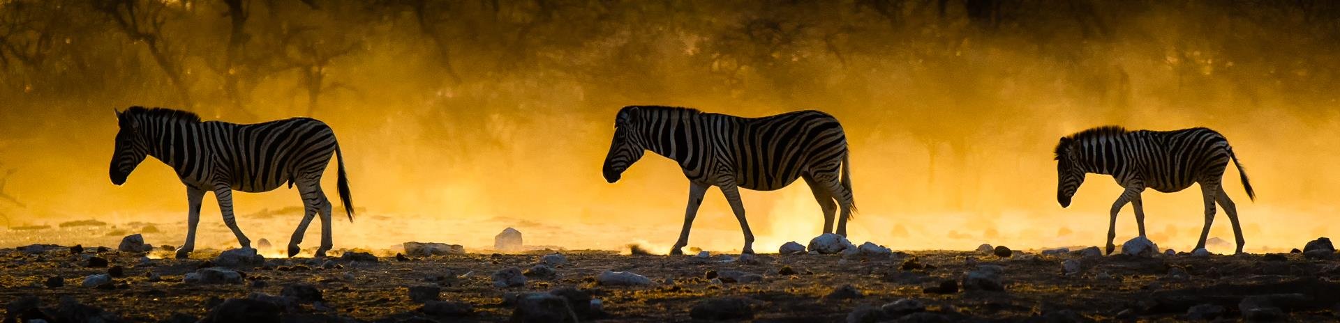   Paul M. Murray ,  Morning Trek To Water  Color Photographic Print on Archival Paper, 15 × 30.25 in. $695 