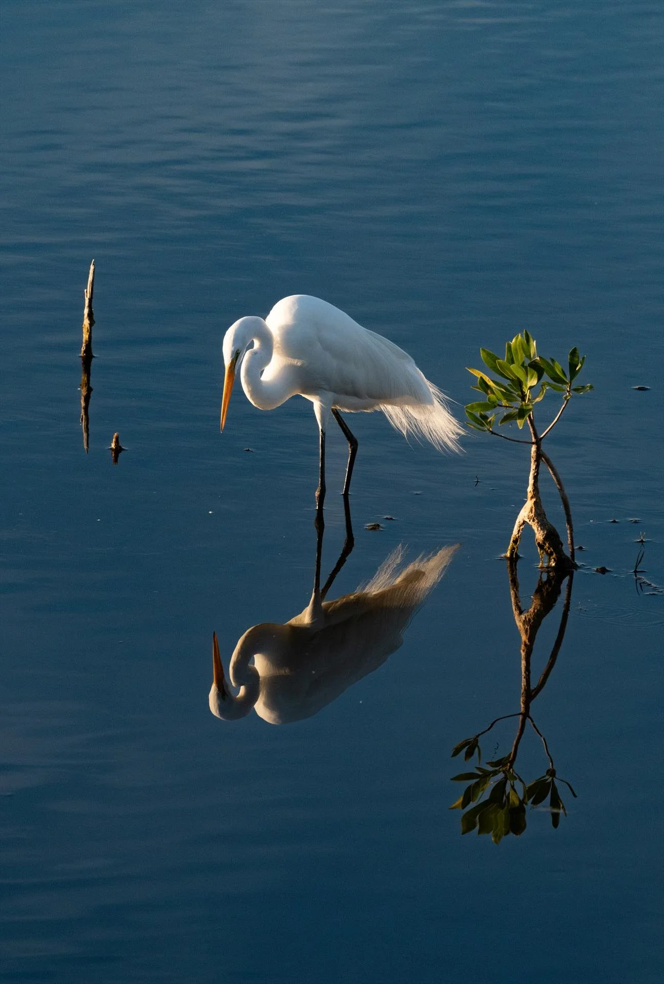 Kathleen McCarthy, White Heron at Dusk