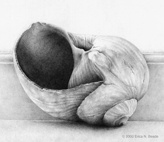 Drawing Shells – ONLINE Workshop with Erica Beade
