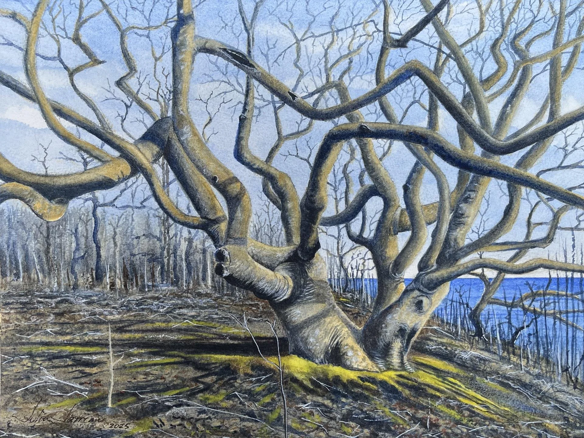 Julien Jarreau, Coastal Gnarly Beech Tree