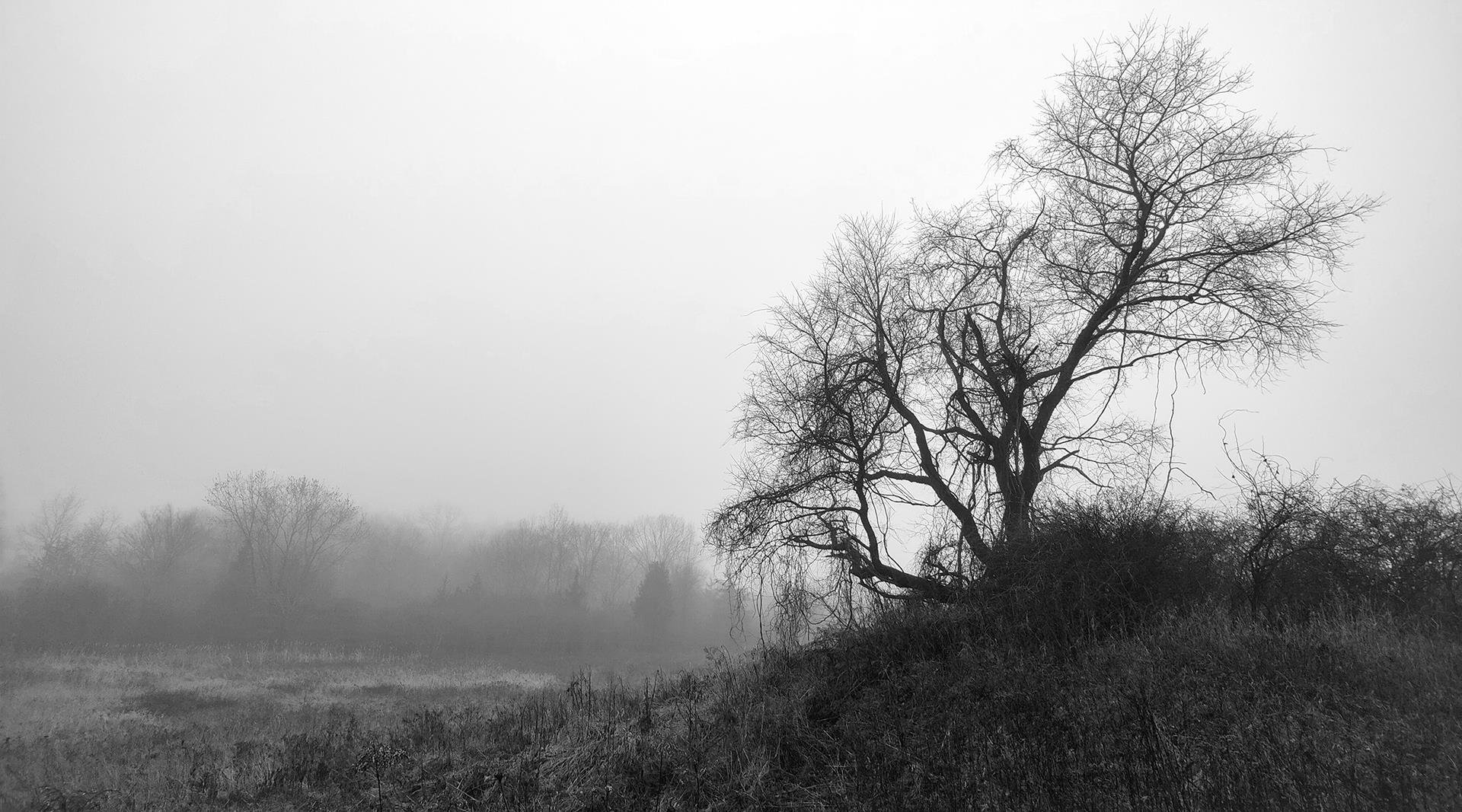 Law Hamilton, Foggy Dec 29th, 11:07am